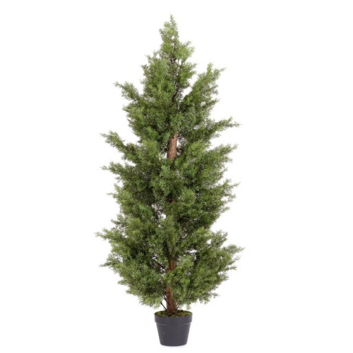 Chiparos artificial in ghiveci 150h