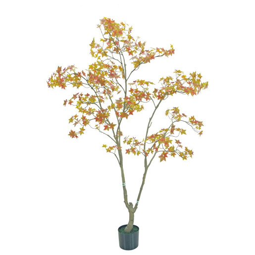 Artar maro in ghiveci 170 cm