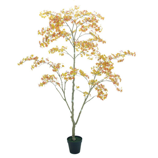 Artar maro in ghiveci 250 cm