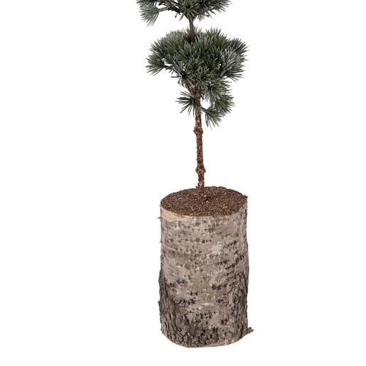 Brad Craciun verde 15x12x80 cm