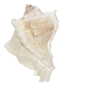 Buton mobilier ceramica maro alba Scoica 7x5x6 cm / S3 cm