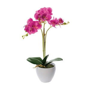 Orhidee roz fucsia in ghiveci 14 x 50 cm