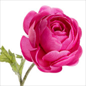 Ranunculus artificial 3 flori roz intens 60 cm