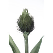 Set 3 flori artificiale verzi Pitaya 30x89h