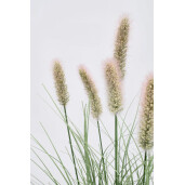 Set 20 flori artificiale Pennisetum Ø48x60h