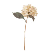 Set 3 Hortensii albe verzi 52h