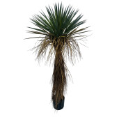 Planta Yucca artificiala in ghiveci 60x60x120h