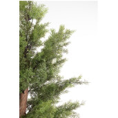 Chiparos artificial in ghiveci 150h