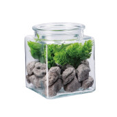 Aranjament plante suculente si piatra IIII 10 x 10 x 13 cm