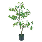 Artar verde in ghiveci  15 x 90 cm