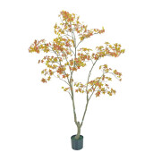 Artar maro in ghiveci 170 cm