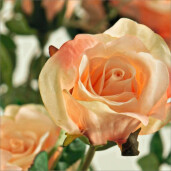 Set 12 Trandafiri artificiali crem roz 8x61 cm