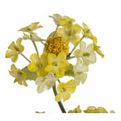 Set 12 flori artificiale galbene Lantana 66 cm
