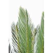 Palmier artificial Cycas cu 28 frunze in ghiveci 120 h