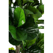 Ficus artificial in ghiveci 153 frunze 190 cm