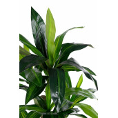 Planta artificiala Dracena 80x110 cm