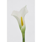 Set 3 Cale artificiale 8x61h