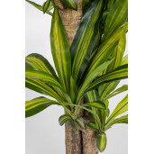 Dracena artificiala in ghiveci 100x130 cm