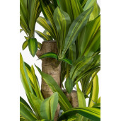 Dracena artificiala in ghiveci 110x150 cm