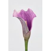 Set 3 Cale artificiale verzi mov 8x61 cm