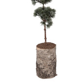 Brad Craciun verde 15x12x80 cm