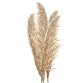Buchet 5 flori Pampas bej 11x8x142 cm