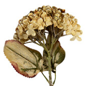 Hortensie artificiala galbena verde 15x15x47 cm