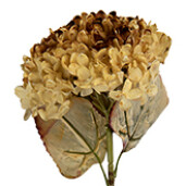 Hortensie artificiala maro verde 15x15x47 cm