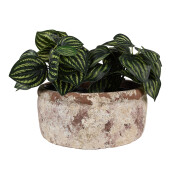 Ghiveci flori teracota bej maro 23x11 cm