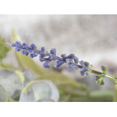 Buchet Lavanda si Eucalipt artificial 30 cm