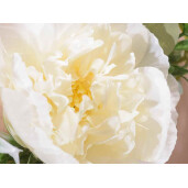Coronita flori artificiale 30 cm