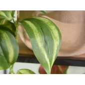 Planta artificiala verde 100 cm