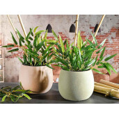 Ghiveci flori portelan caramiziu negru Ø 16,5 cm x 14 H